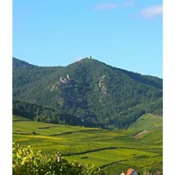 Les Comtes de Ribeauvillé Cuvée Prestige - Vieilles Vignes 2020 - Alsace Gewurztraminer AOP - Vin Blanc Moelleux - 75 cl - Meilleur Prix ⌛ 11 Les Comtes de Ribeauvillé Cuvée Prestige - Vieilles Vignes 2020 - Alsace Gewurztraminer AOP - Vin Blanc Moelleux - 75 cl - Meilleur Prix ⌛ -Cave de Noël Soldes 3156090316143 4