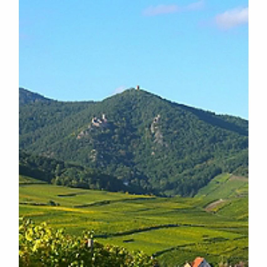 Les Comtes de Ribeauvillé Cuvée Prestige - Vieilles Vignes 2020 - Alsace Gewurztraminer AOP - Vin Blanc Moelleux - 75 cl - Meilleur Prix ⌛ 7 Les Comtes de Ribeauvillé Cuvée Prestige - Vieilles Vignes 2020 - Alsace Gewurztraminer AOP - Vin Blanc Moelleux - 75 cl - Meilleur Prix ⌛ – Image 5