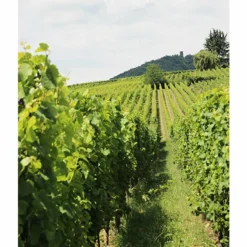 Crémant d'Alsace Cave de Ribeauvillé La Grande Cuvée Brut - 75 cl - Effervescent Premium -Cave de Noël Soldes 3156090519360 3